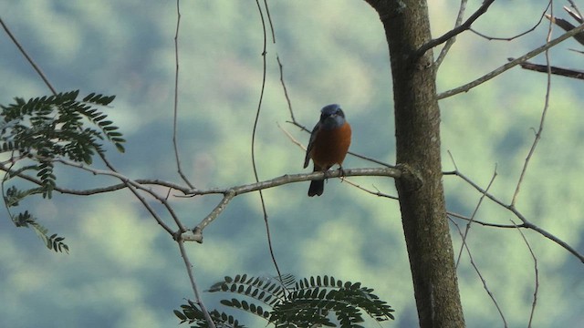 Blue-capped Rock-Thrush - ML614345721