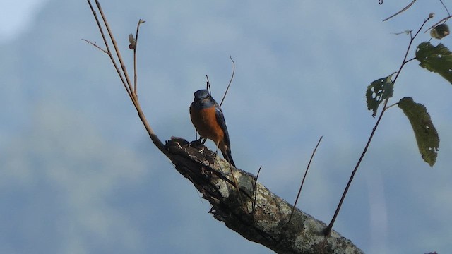 Blue-capped Rock-Thrush - ML614345727