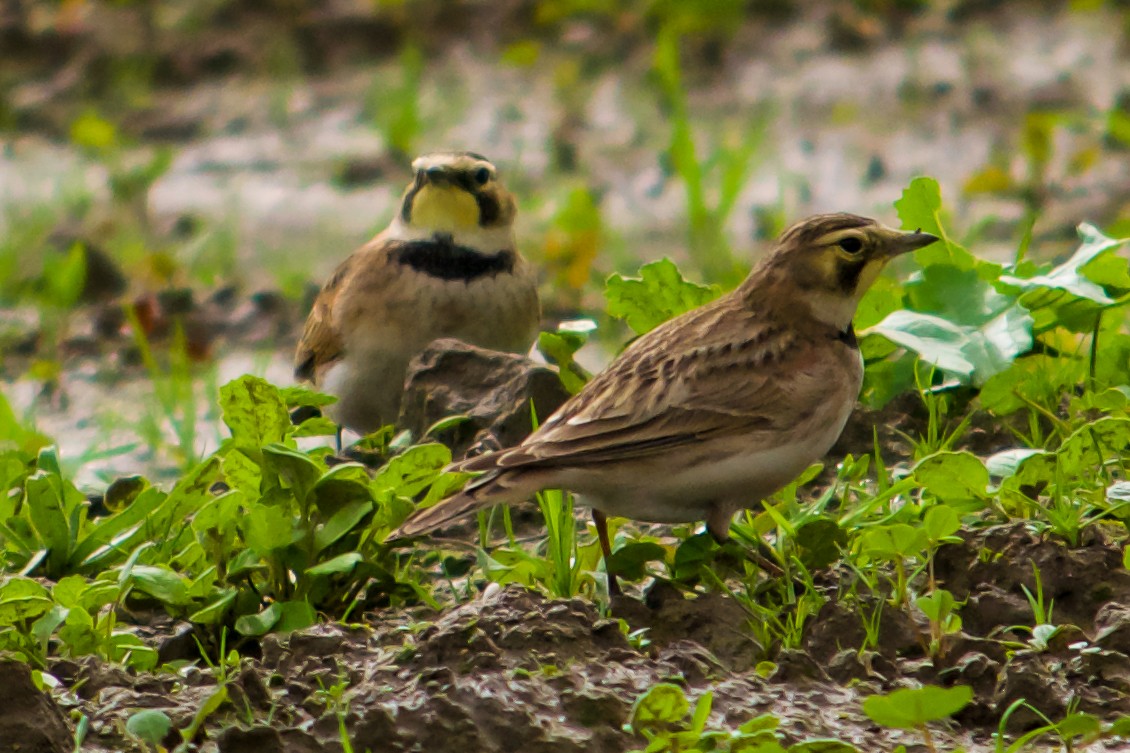 Horned Lark - ML614345777