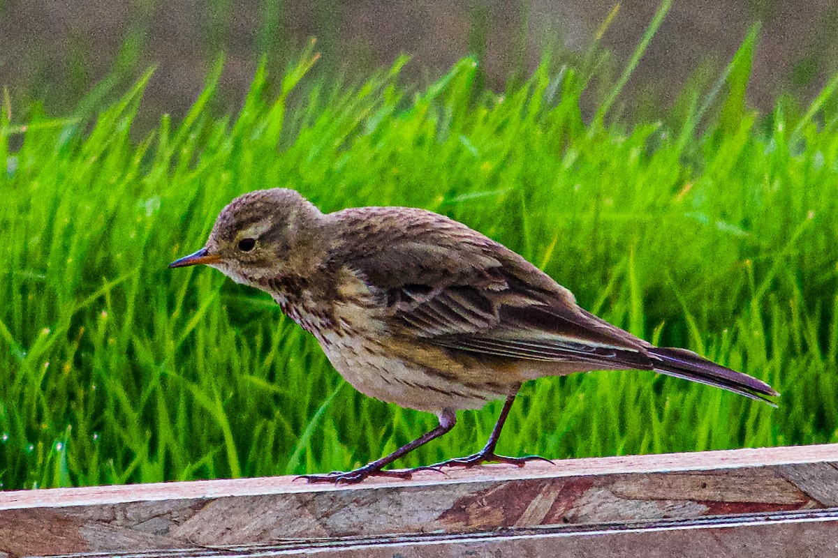 American Pipit - ML614345783