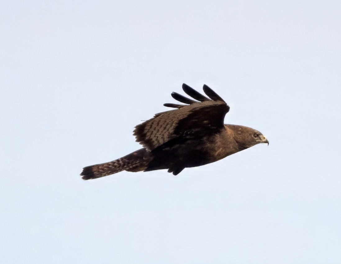 Red-tailed Hawk (calurus/abieticola) - Dave Rintoul