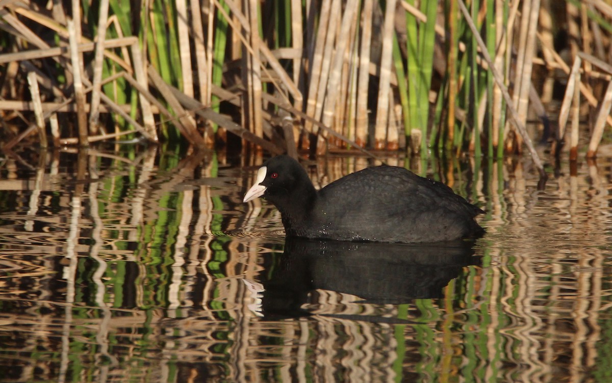 Eurasian Coot - Nelson Fonseca