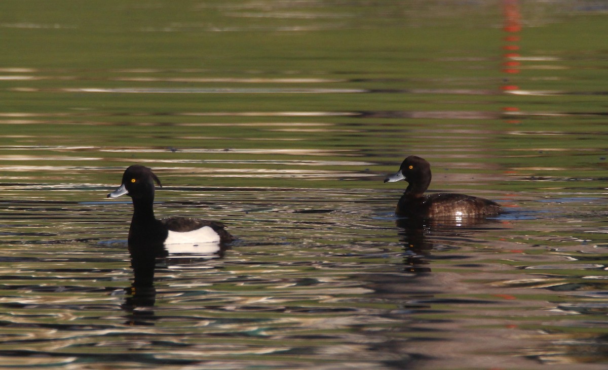 Tufted Duck - ML614345886