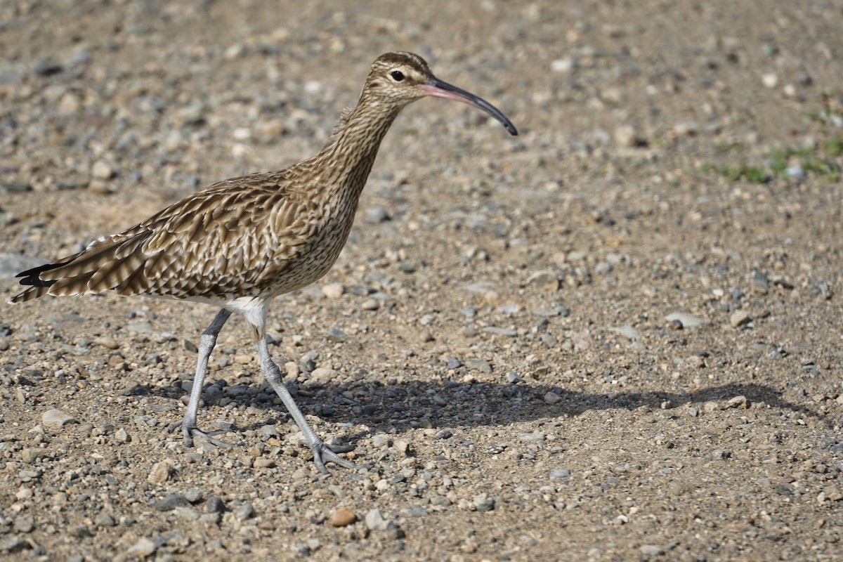 Regenbrachvogel - ML614345931