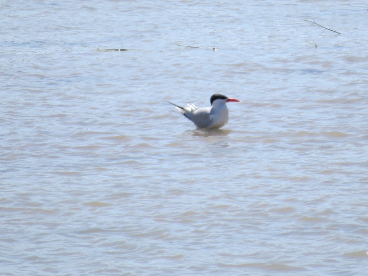 Caspian Tern - ML614345941