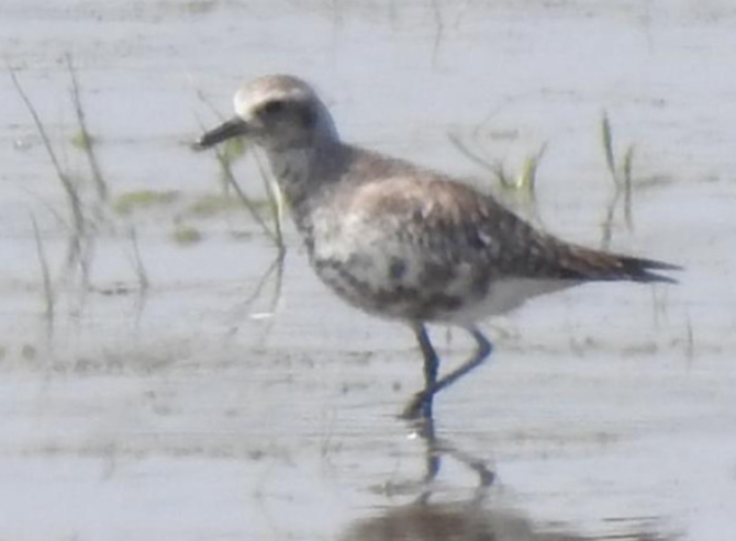 Black-bellied Plover - ML614345956