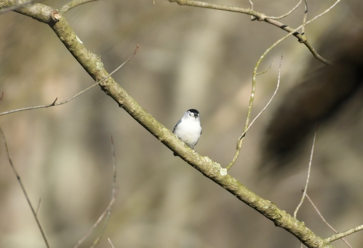 Sittelle à poitrine blanche - ML614346014