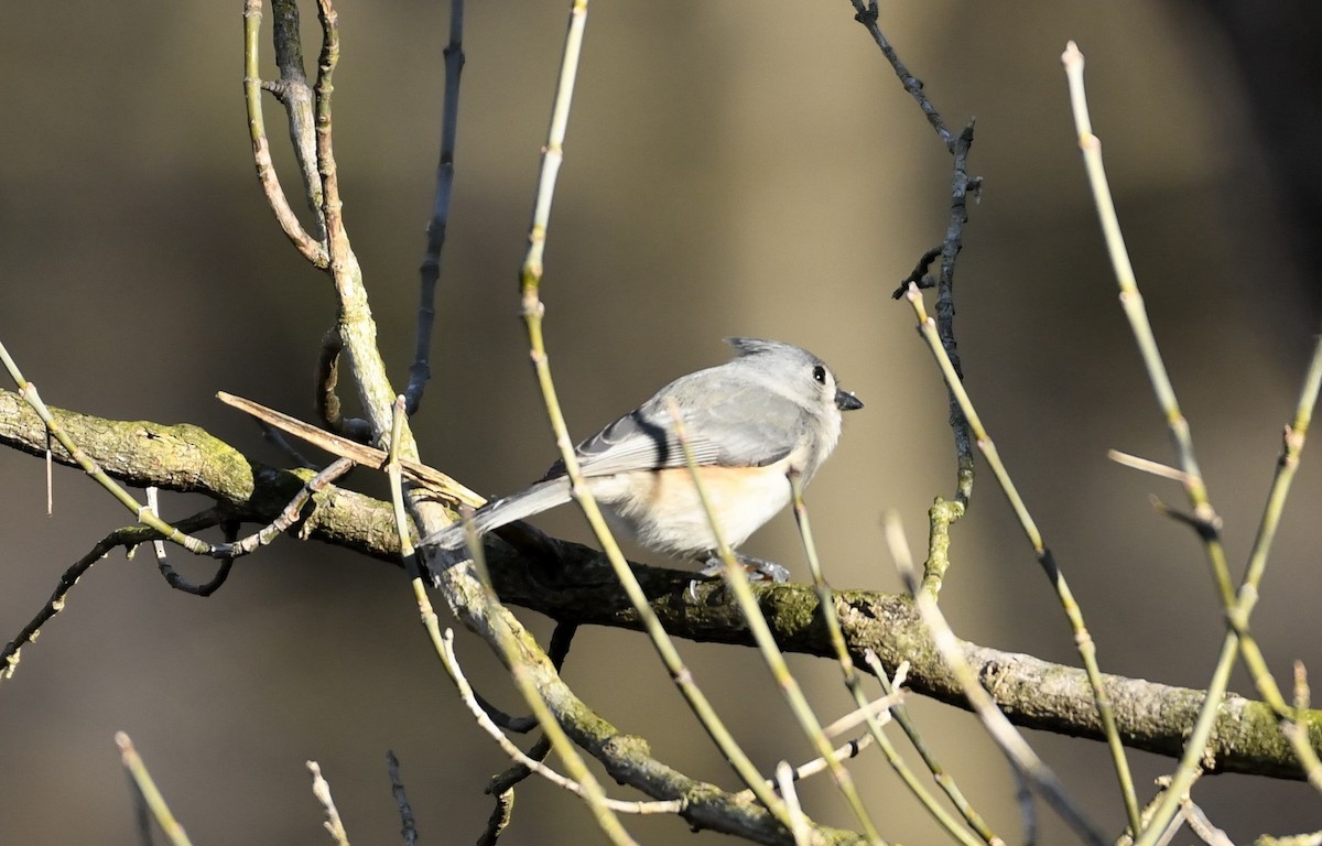 Tufted Titmouse - ML614346017