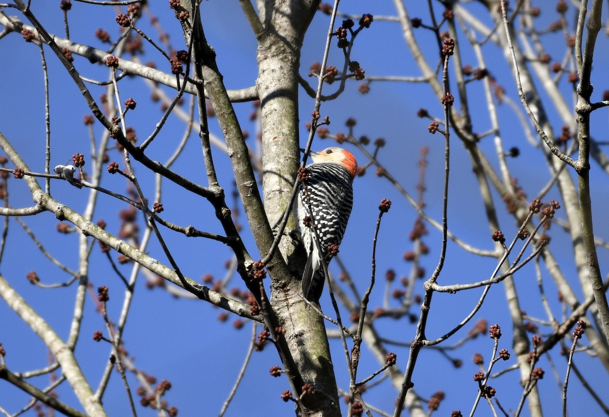 Red-bellied Woodpecker - ML614346023