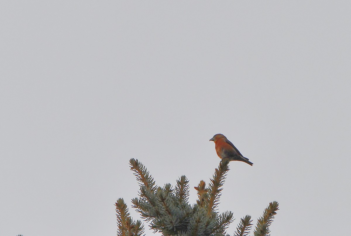 Red Crossbill - ML614346025