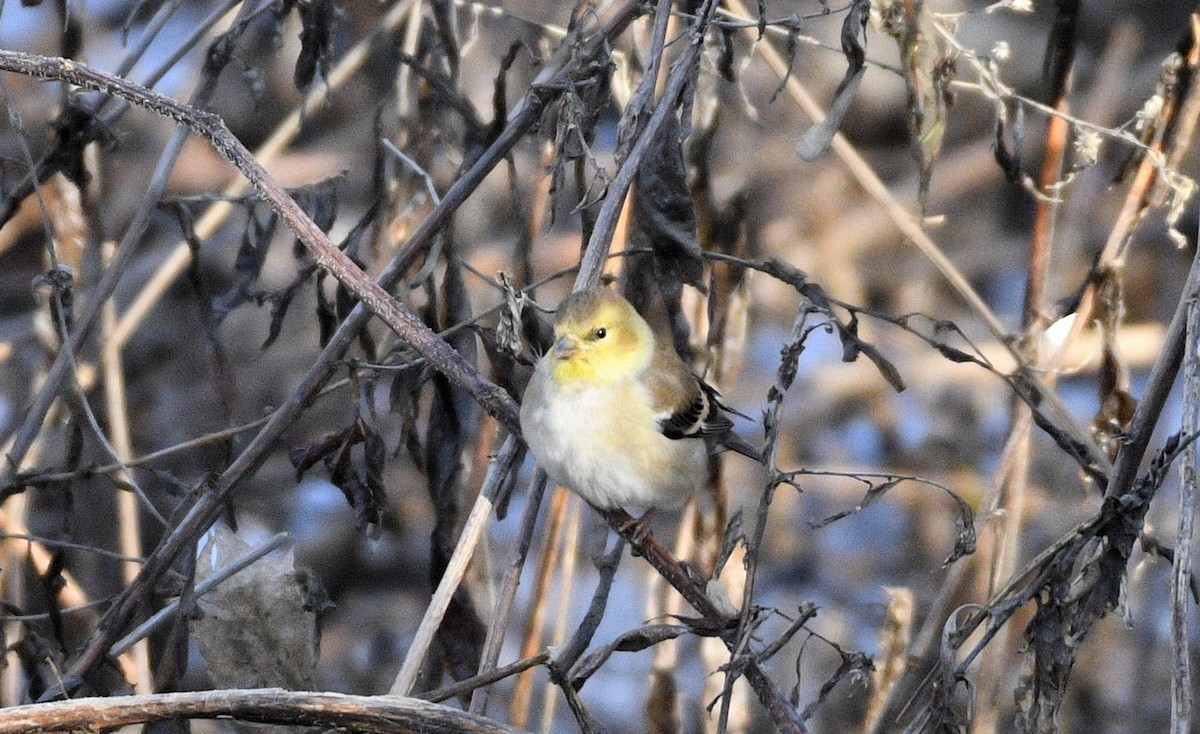 Chardonneret jaune - ML614346068