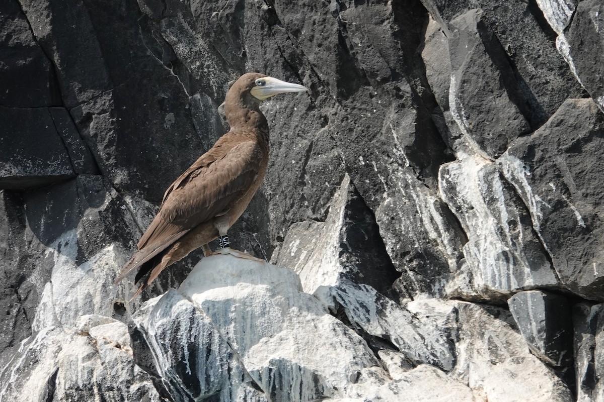 Brown Booby - ML614346115