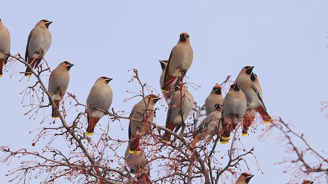 Bohemian Waxwing - ML614346121