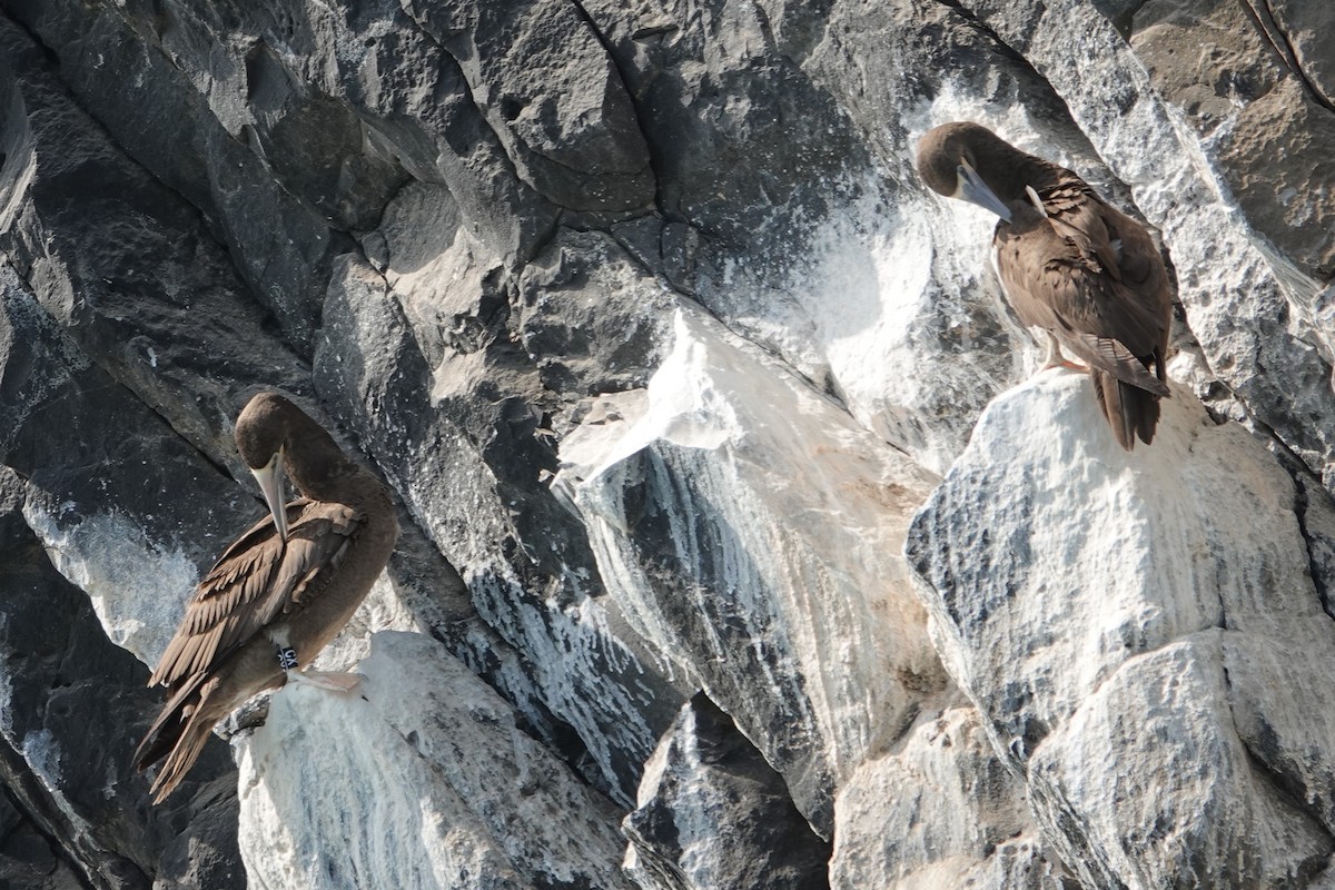 Brown Booby - ML614346160