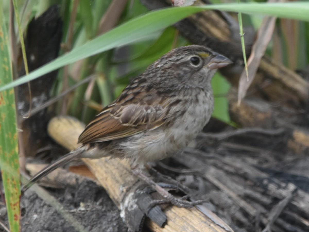 Grassland Sparrow - ML614346201