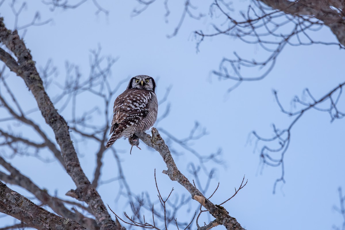 Northern Hawk Owl - ML614346232