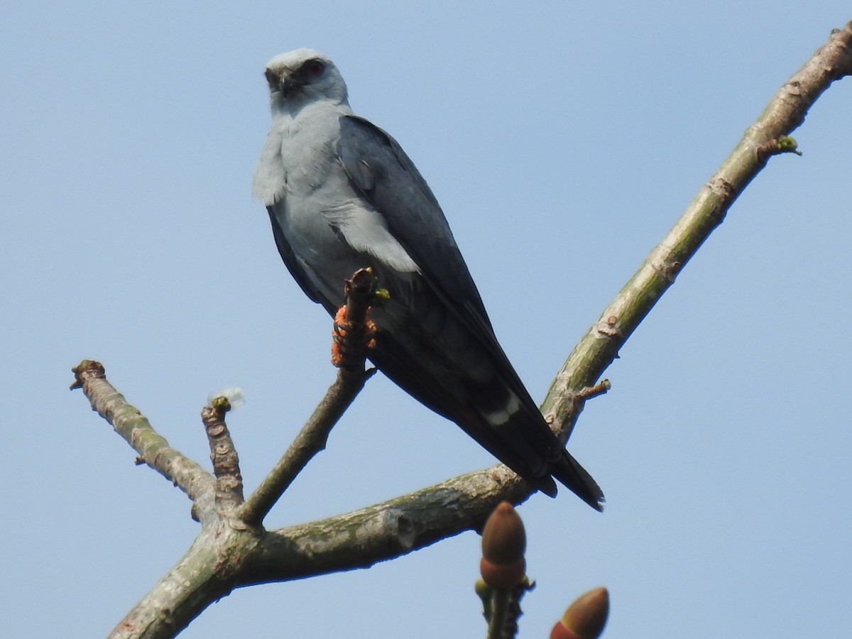 Plumbeous Kite - Justin Harris