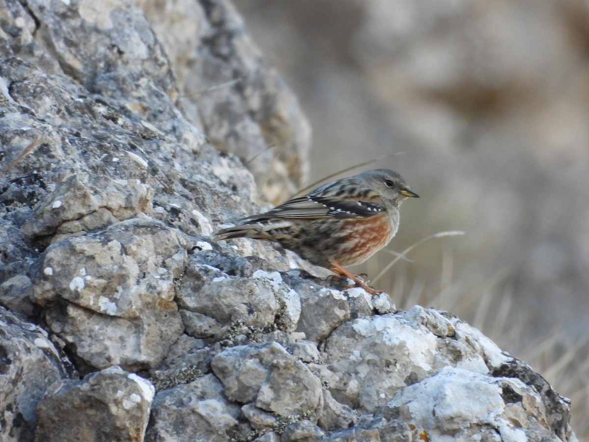 Alpine Accentor - Roberto Calleja Sanz