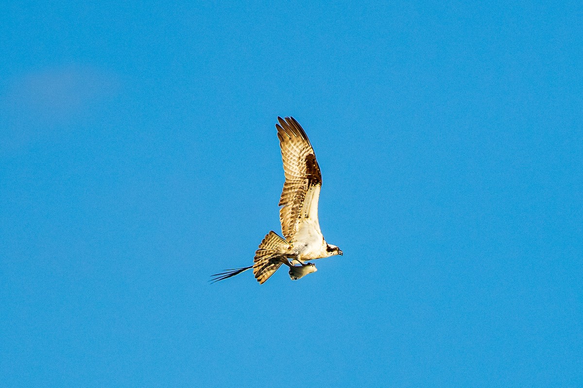 Osprey - ML614346295