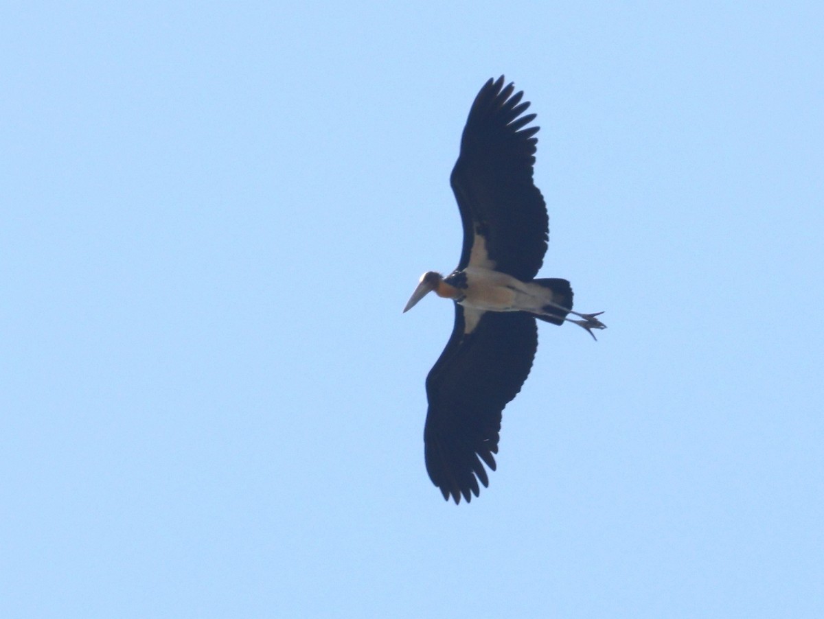 Lesser Adjutant - ML614346433