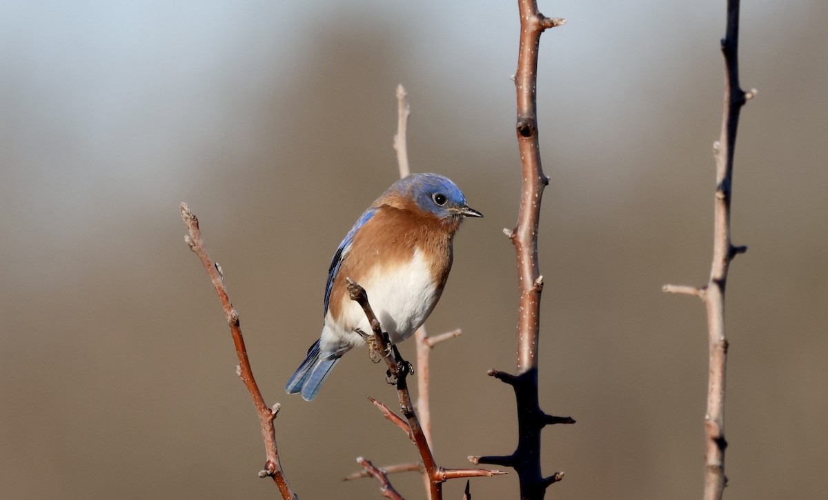 Eastern Bluebird - ML614346468