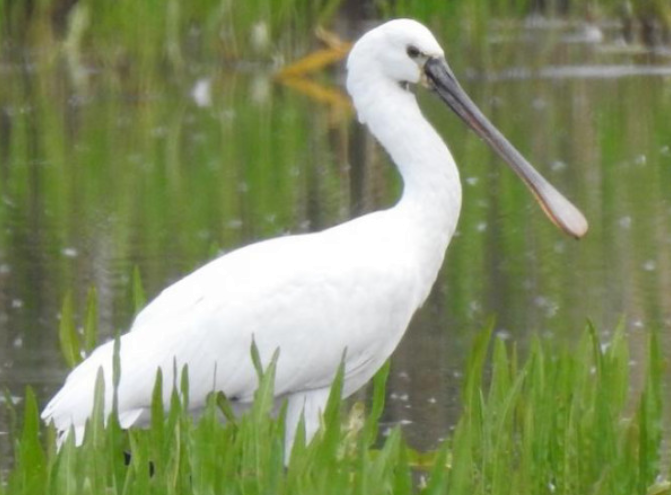 Eurasian Spoonbill - Jiří Šafránek