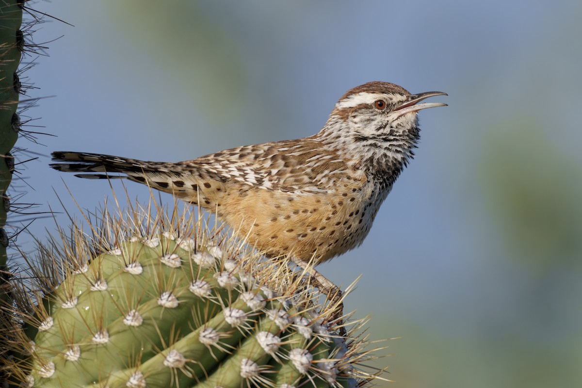 Cactus Wren - ML614346559