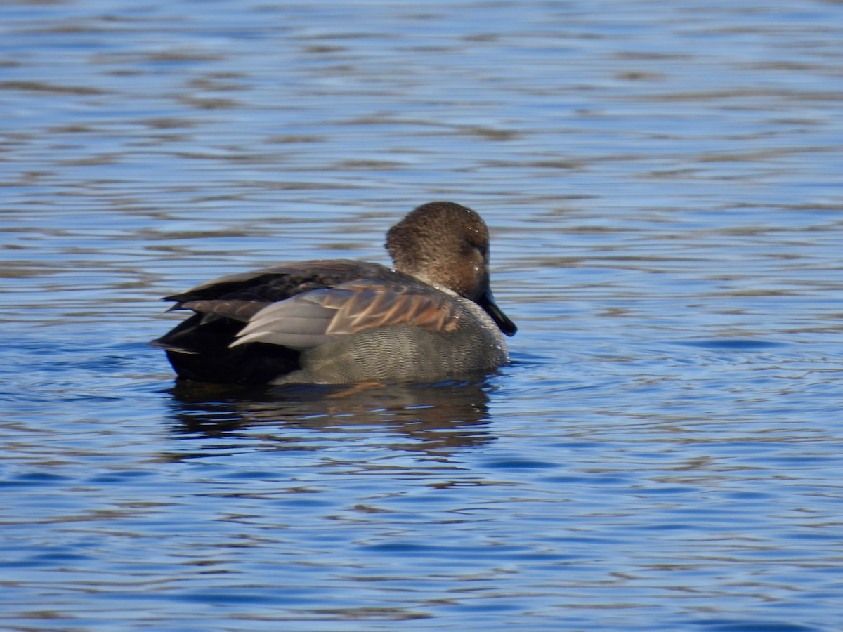 Gadwall - ML614346585