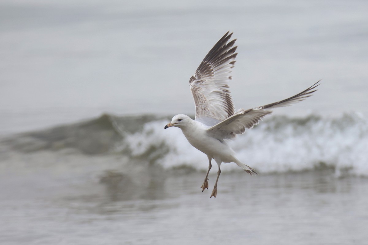 Ring-billed Gull - ML614346600