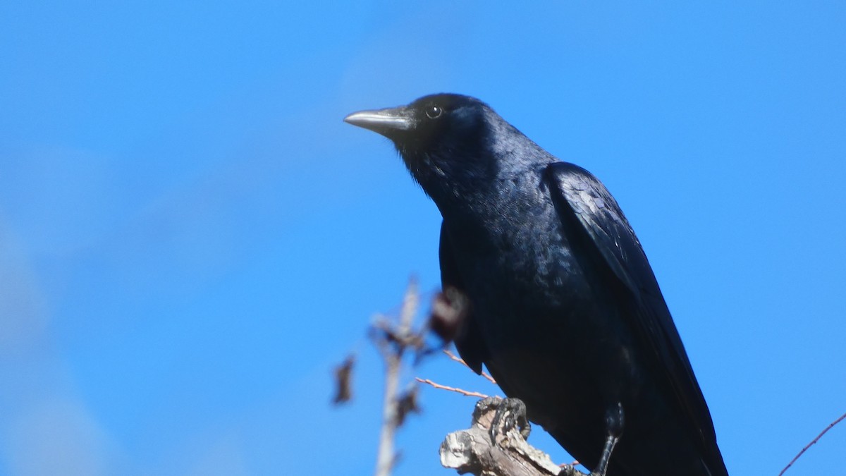 Fish Crow - Rachel Burgess