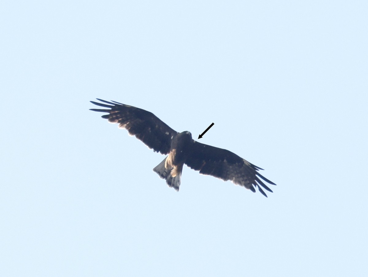 Booted Eagle - ML614346648