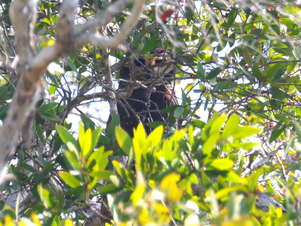 Spotted Wood-Owl - John Sandve