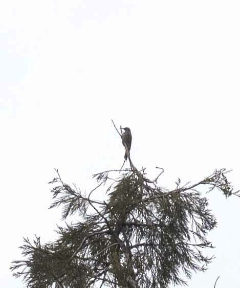 Northern Flicker - ML614346662