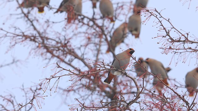 Bohemian Waxwing - ML614346697