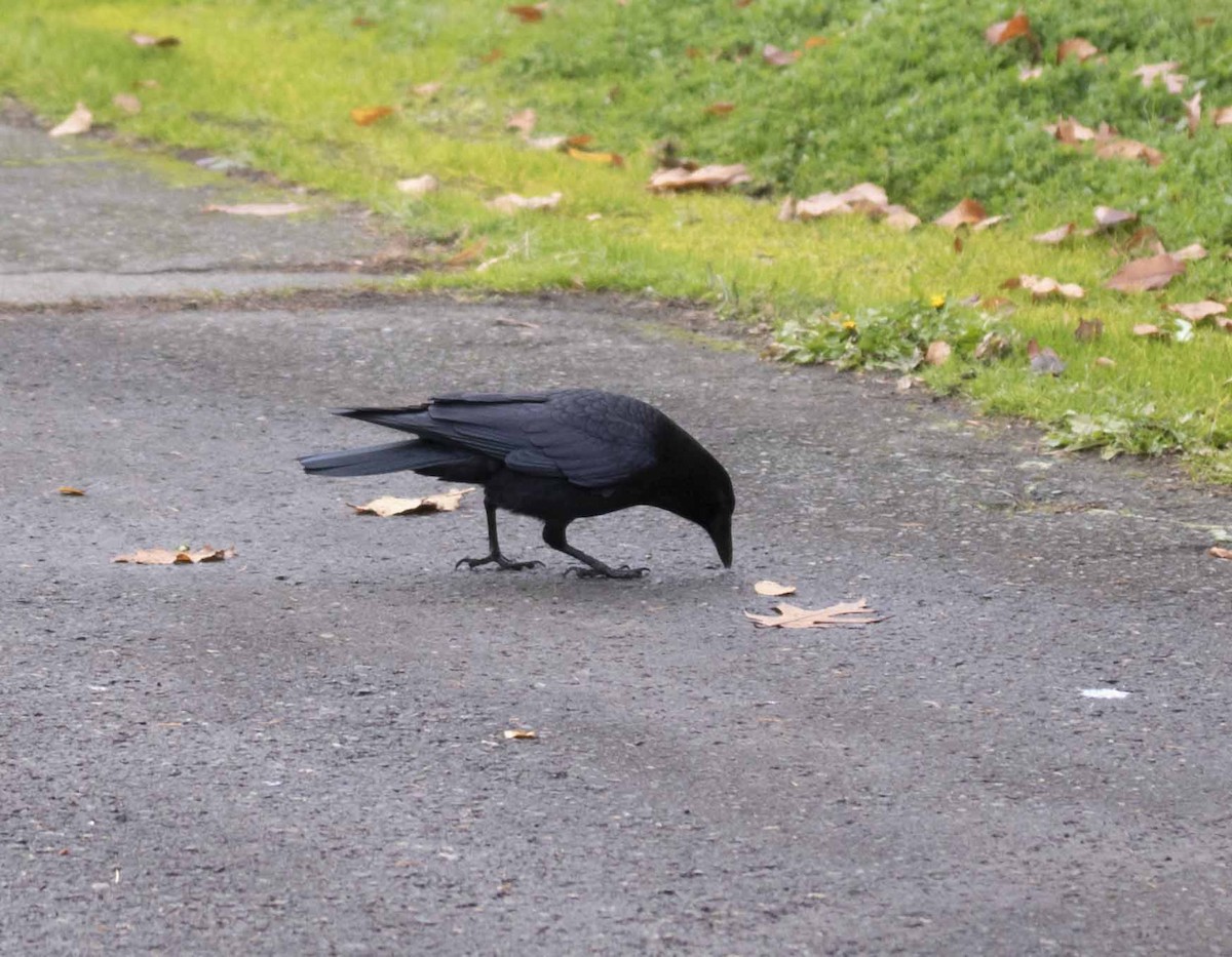 American Crow - ML614346706