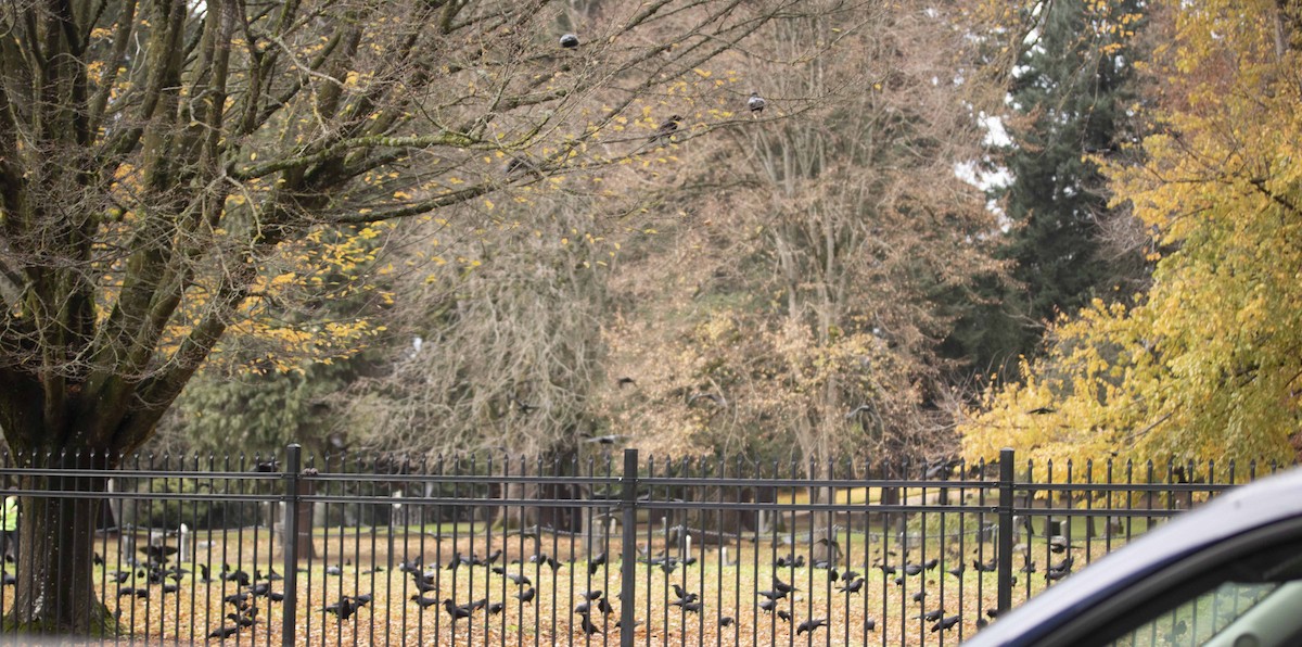 American Crow - ML614346707