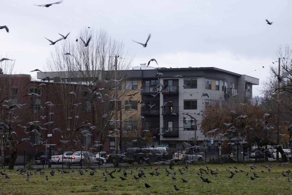 American Crow - ML614346708