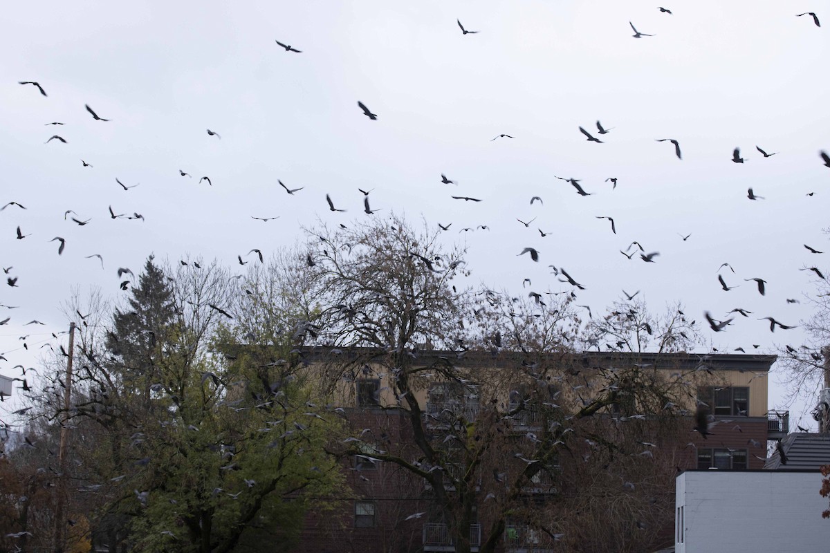 American Crow - ML614346709