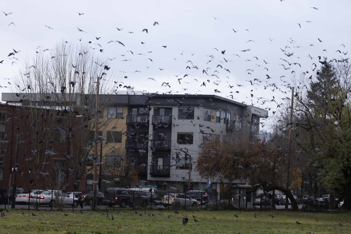 American Crow - ML614346710