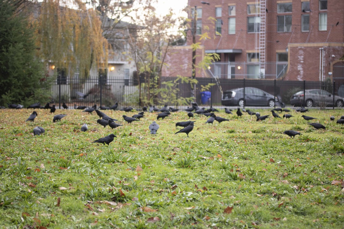 American Crow - ML614346711