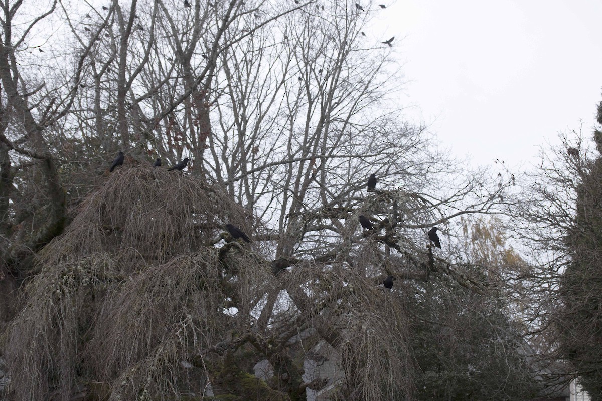 American Crow - ML614346712
