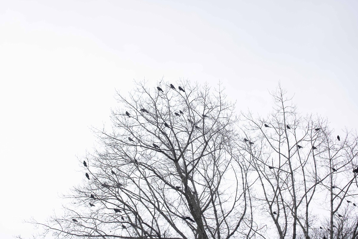 American Crow - ML614346713