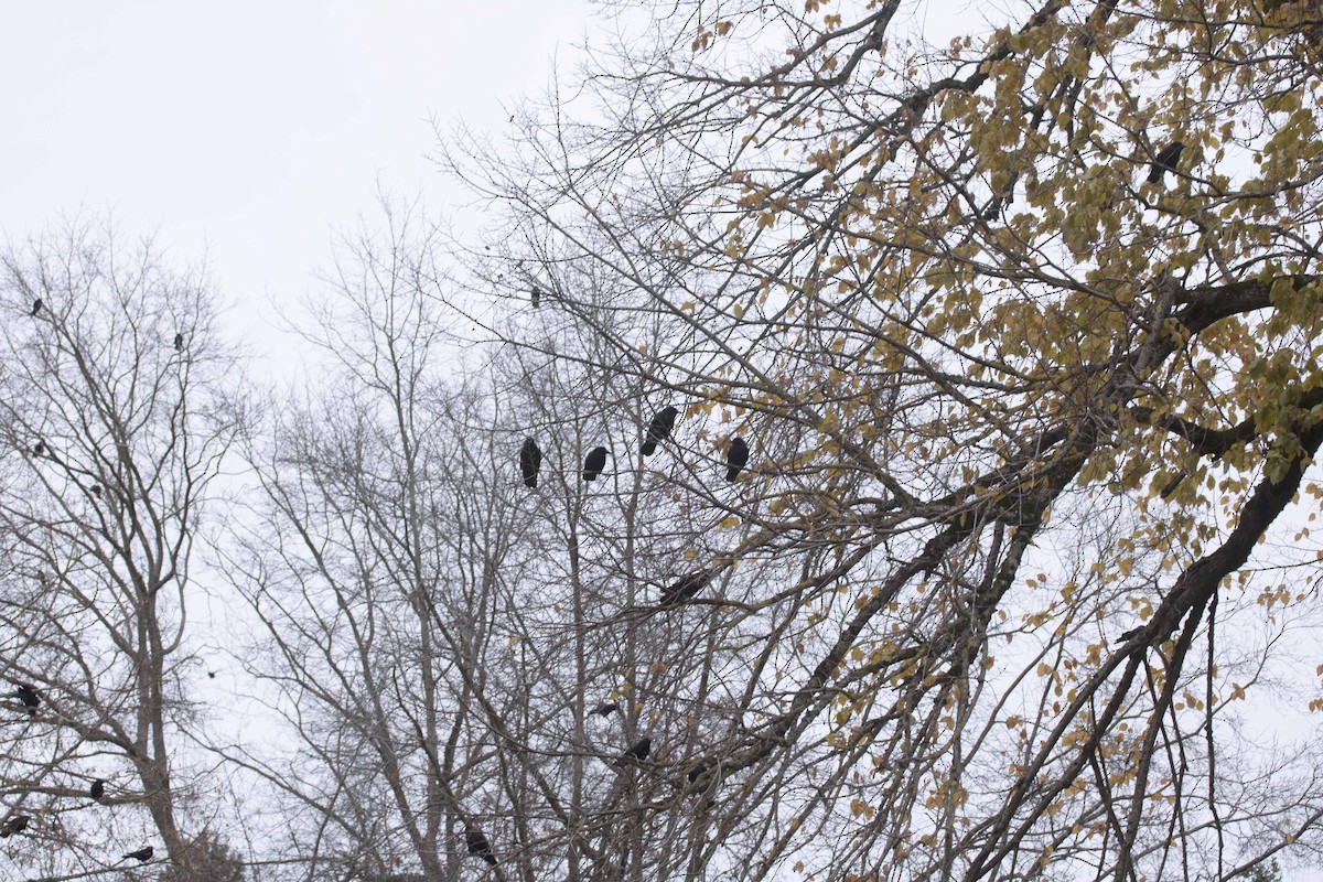 American Crow - ML614346714