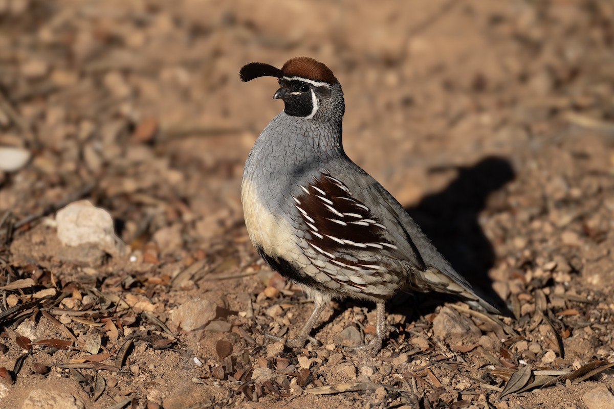 Gambel's Quail - ML614346726