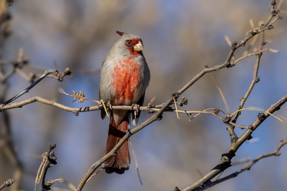 Pyrrhuloxia - ML614346741