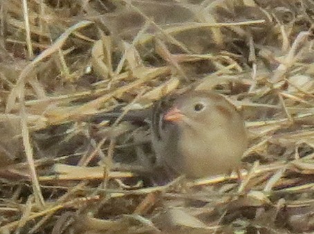Field Sparrow - Mary Ann Daly