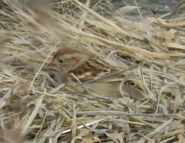 Field Sparrow - ML614346743