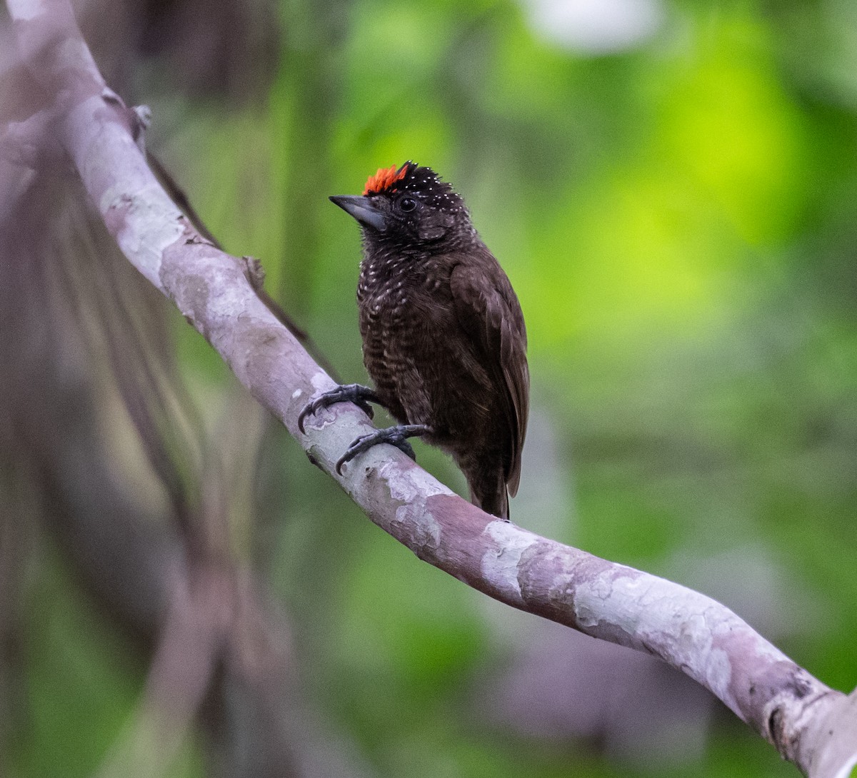 Varzea Piculet - Ron Hoff Dollyann Myers