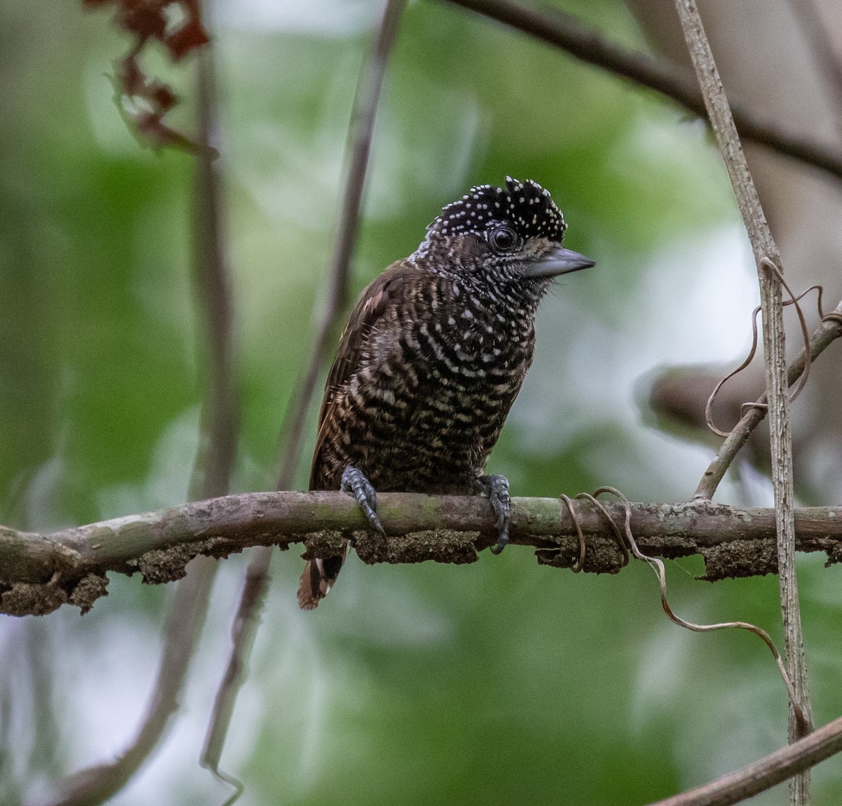 Varzea Piculet - Ron Hoff Dollyann Myers