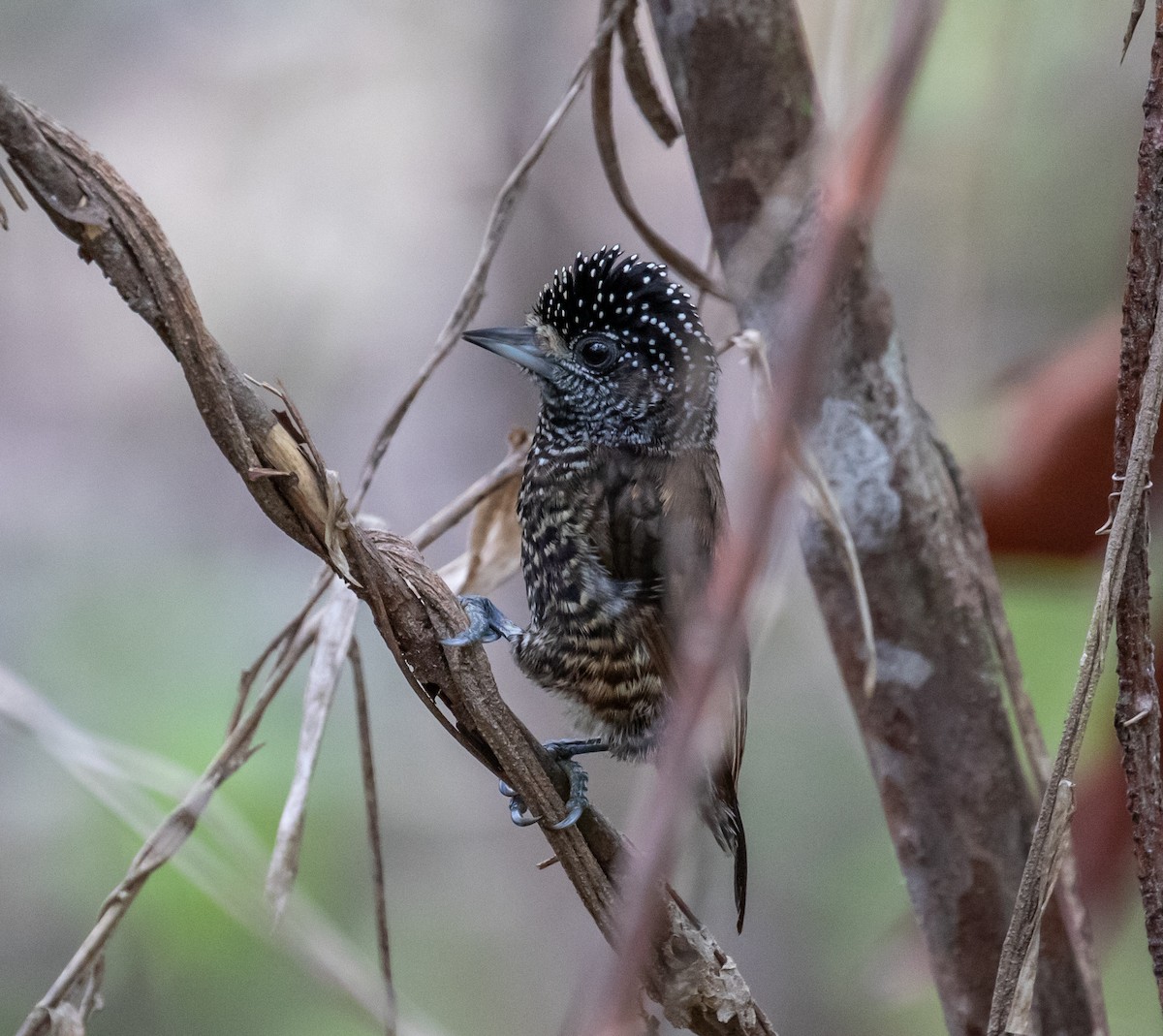 Varzea Piculet - Ron Hoff Dollyann Myers